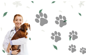 Why Is My Female Dog Leaking Clear Odorless Fluid? Solving the Puzzle