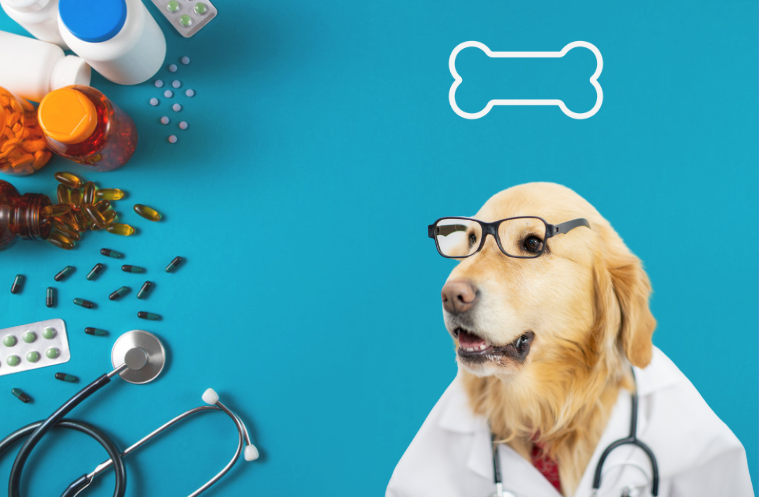 Dog doctor