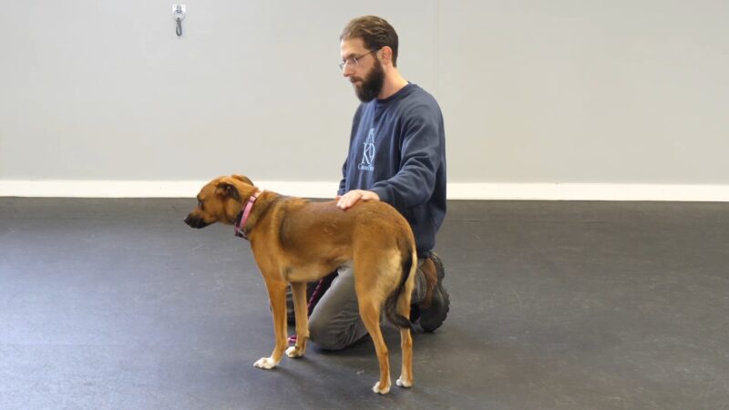 Training a Fear Aggressive Dog