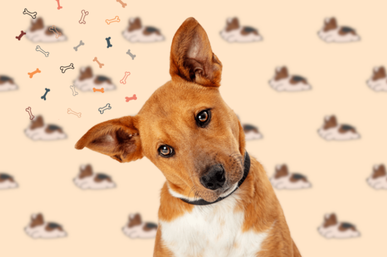 Why Is My Female Dog Leaking Clear Odorless Fluid? Solving the Puzzle