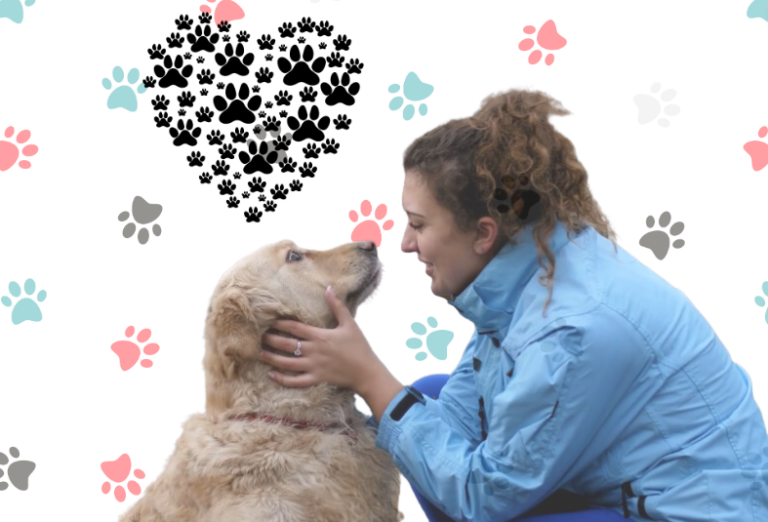 Why Is My Female Dog Leaking Clear Odorless Fluid? Solving the Puzzle