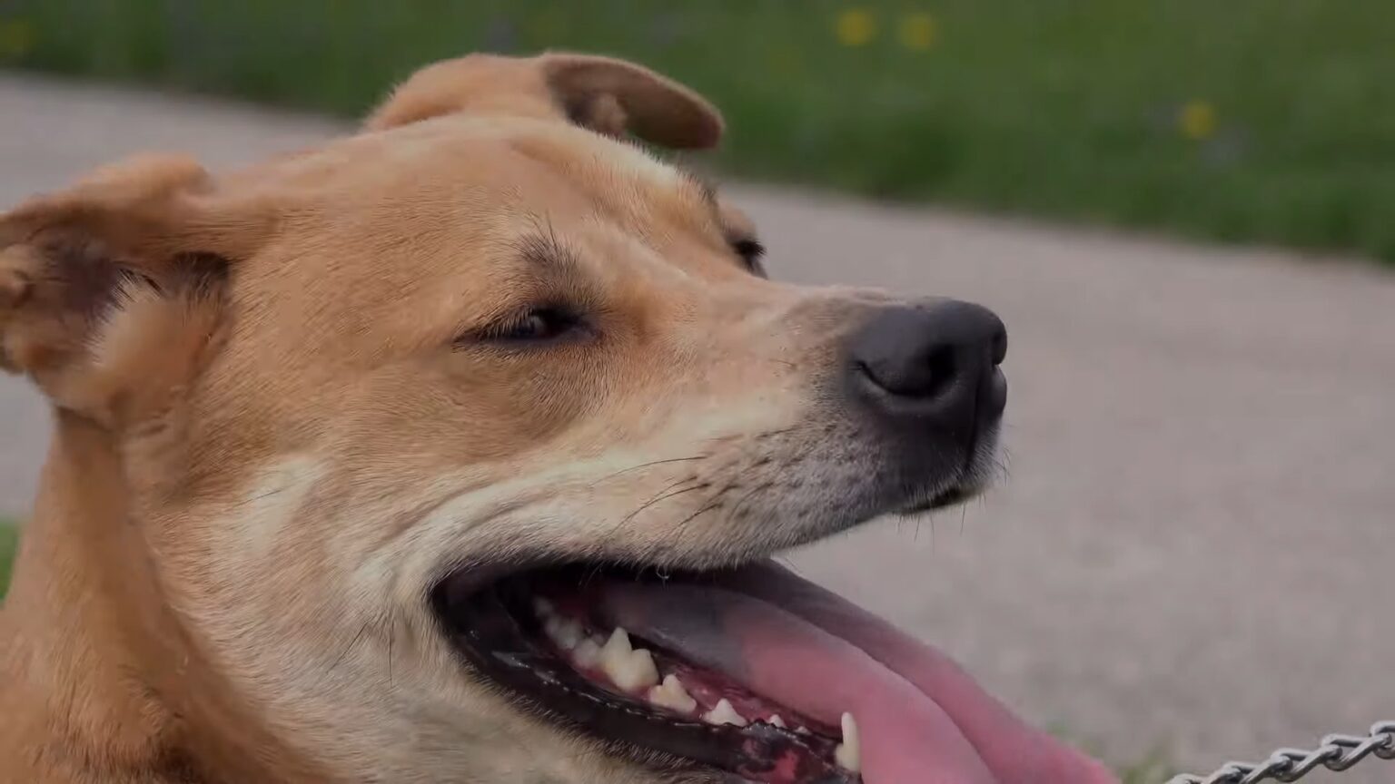 How To Soften Dog Tartar Dental Health Of Your Pet