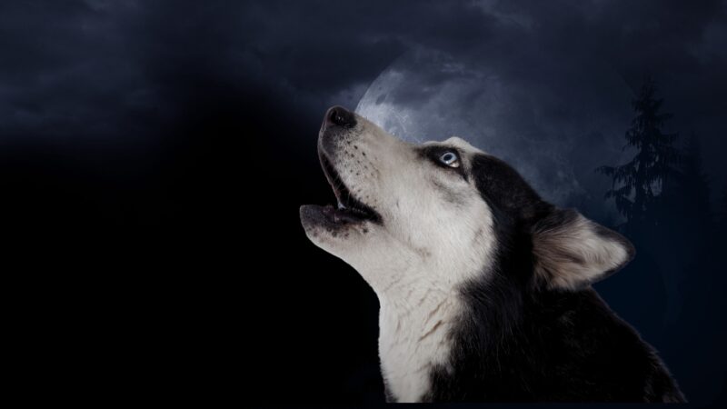 Reasons why your dog howls at night
