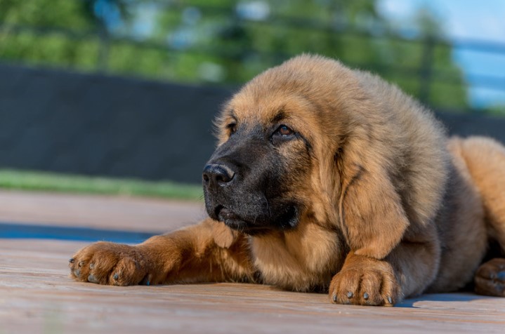 Tibetan Mastiff chill