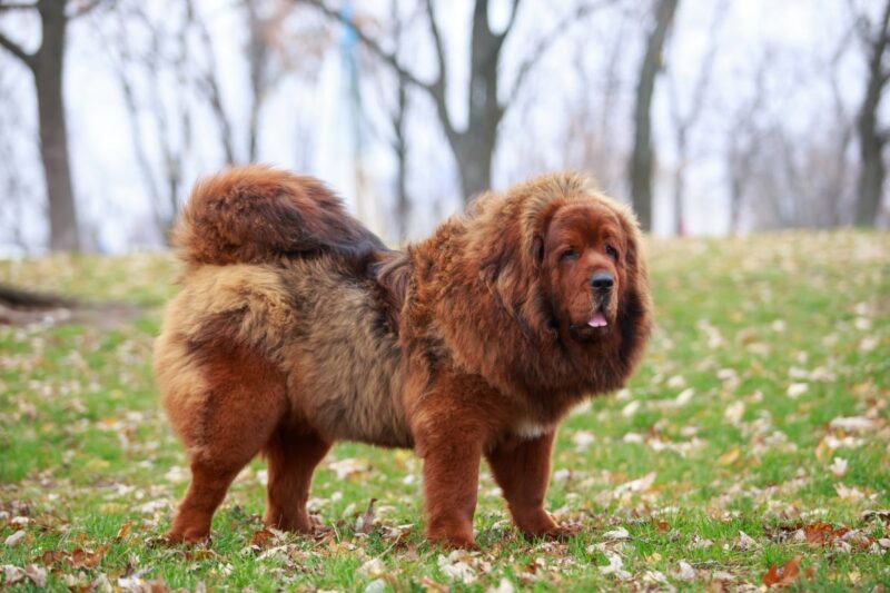 Tibetan Mastiff fur