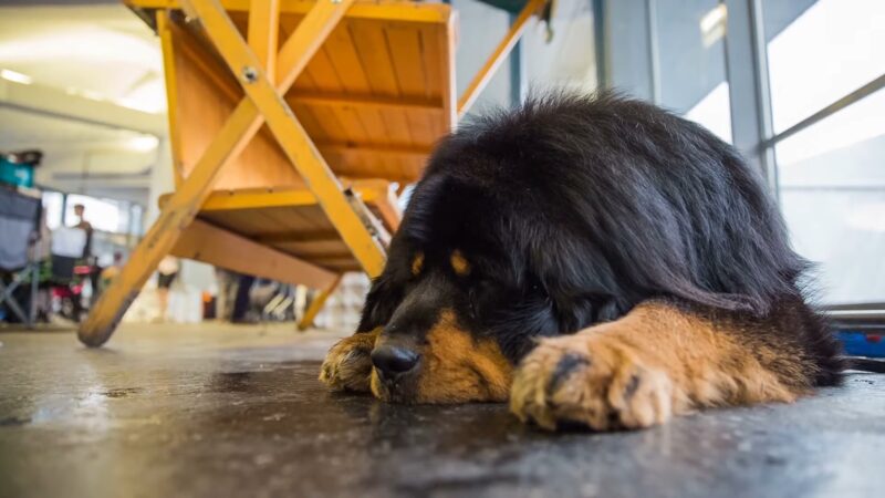 Tibetan Mastiff sleep