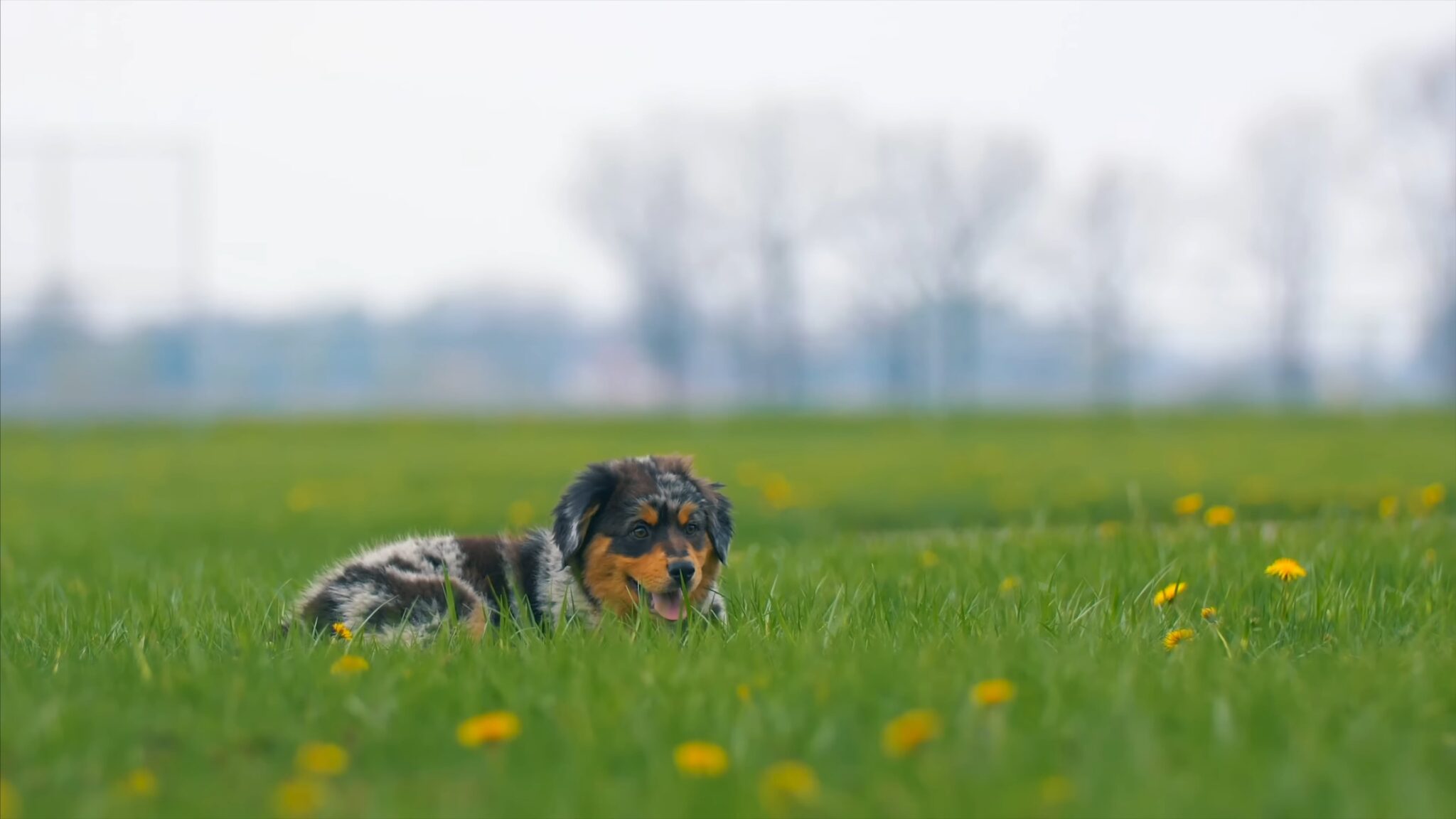 Why Does An Older Dog Drink Its Own Urine? How To Help Your Pooch