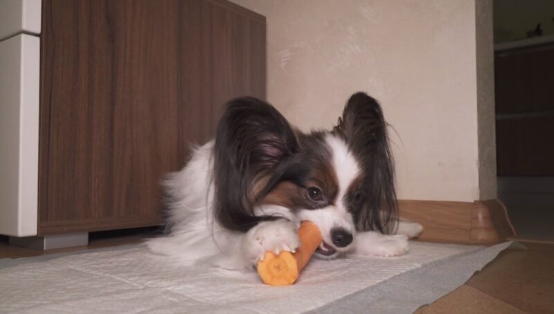 Can Dog Eat Carrot Sticks