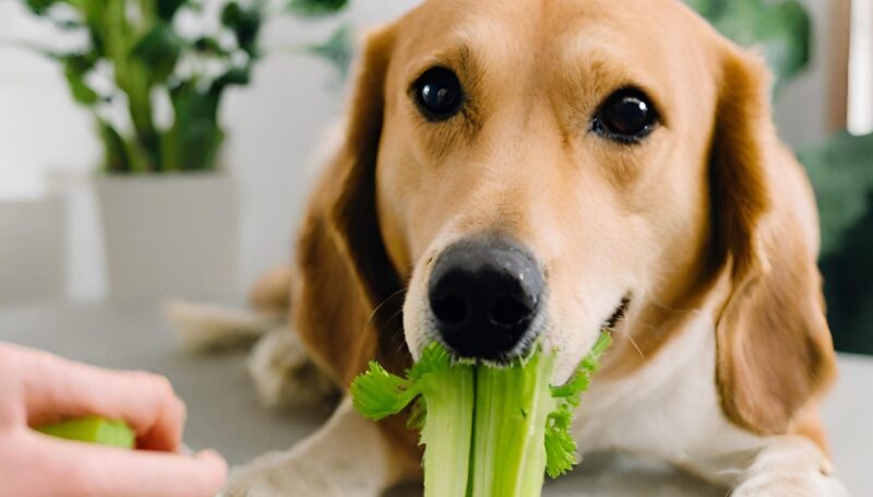Can I Mix Meat and Celery in my dogs diet