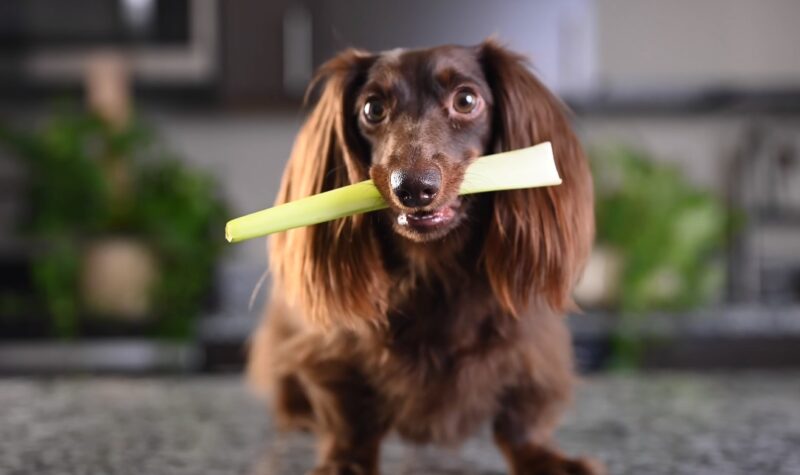 Is it risky to give my dog a celery
