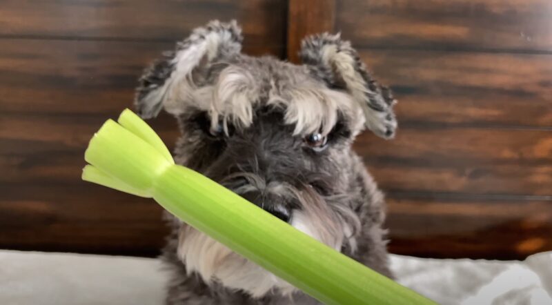 Is it safe to feed my dog with celery