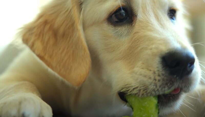 Should Dog Eat Cucumbers