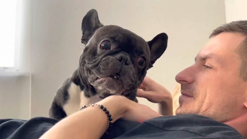 A typical morning with the French bulldog