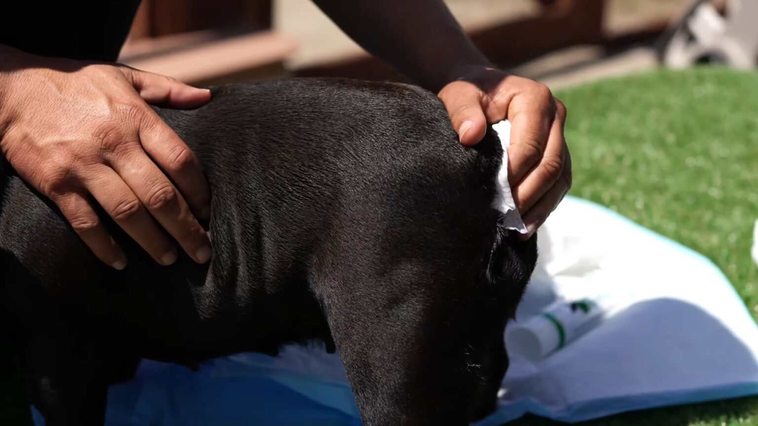 The 5Step Method to Externally Express a Dog's Glands Petsrus