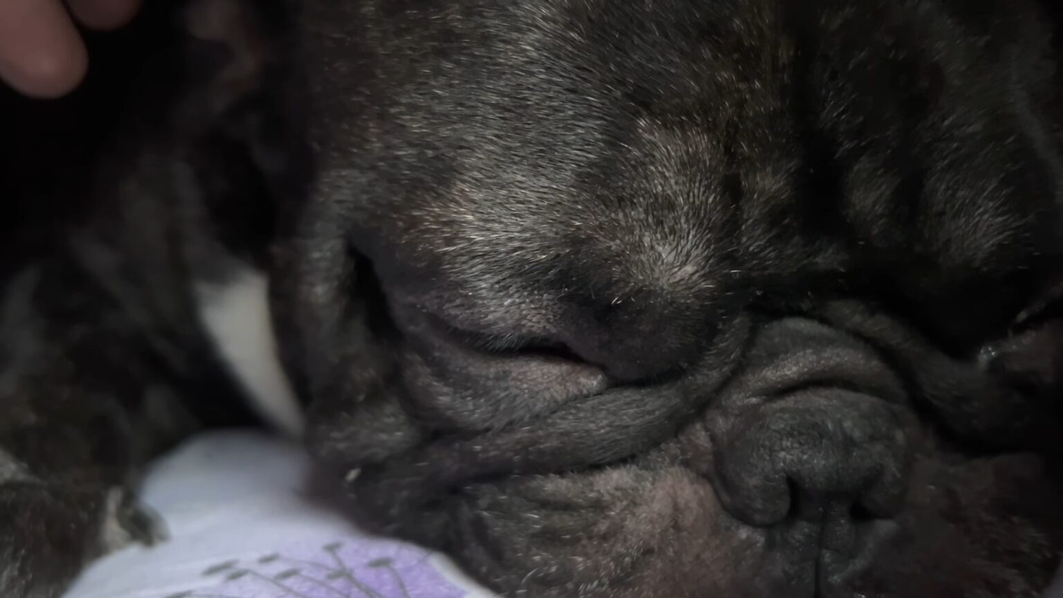 Why is My French Bulldog Shaking? 7 Common Reasons and Their Solutions