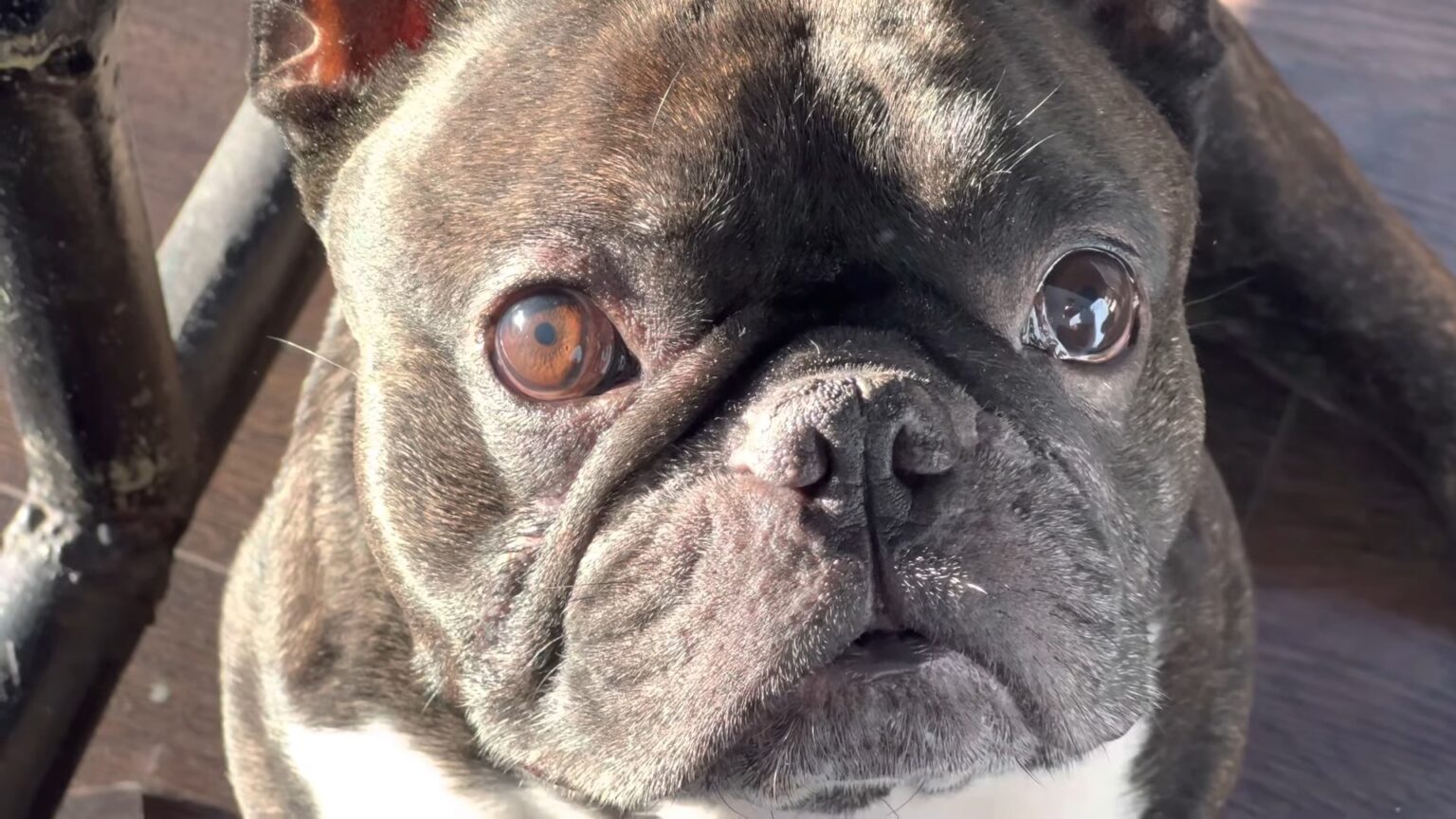 Why is My French Bulldog Shaking? 7 Common Reasons and Their Solutions