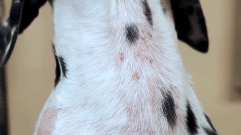 Can Neosporin Help with A Dog's Skin Infection?
