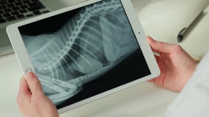 X-ray - Dogs - Mast Cells Tumor